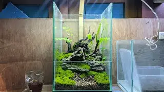 Terarium simpel #terarium #vivarium #hardscapedesign #aquarium #aquascape #moss #aquariumart