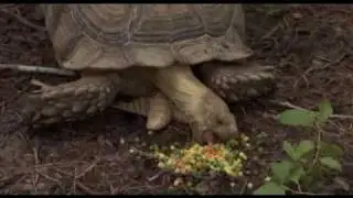 Borat - Tortoise