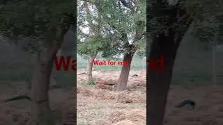 Enjoyable Fun In The Field #viral #enjoy #shorts