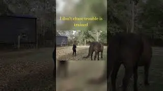 No Chains on Me.. Vowless Music with Lyrics #horse#explore #fyp #Texas
