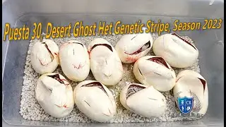 Corte 30 Desert Ghost Het G Stripe