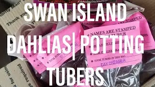 Potting Dahlias | Swan Island Unboxing