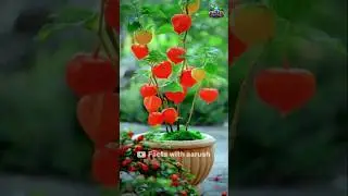 Amazing Secret to Growing Goldenberry! #shorts #farming #plants