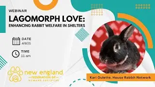 Lagomorph Love: Enhancing Rabbit Welfare in Shelters