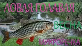 ЛОВЛЯ ГОЛАВЛЯ ВЕСНОЙ на МИКРО-РЕЧКЕ. Калининград. Воблер Yo-zuri L-Minnow