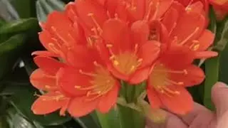 #君子兰#种植小技巧 #养花小知识 #家庭种植 #养花
