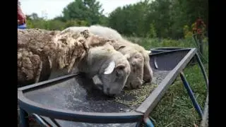 Improved Soil Health Through Livestock And Pasture Diversity