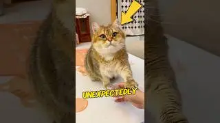 The cat wants the man to drink its milk