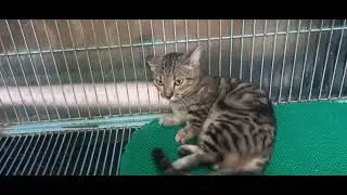 penasaran hasil anak kucing munchkin betina genetta Rh x jantan genetta genetta kinkalow?
