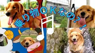 【エンゼルフォレスト那須】【那須ハイランドパーク】【南ヶ丘牧場】初めて愛犬と遊園地へ行ってみた！！♪　（後編）ゴールデンレトリバーエルちゃん