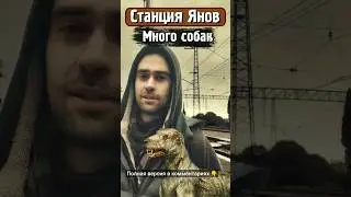 Станция Янов - Много собак!