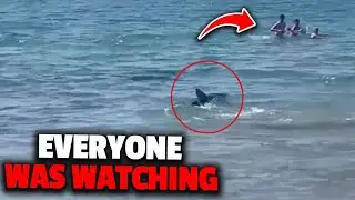 This Savage Bull Shark Showed No Pity For Stella Berry