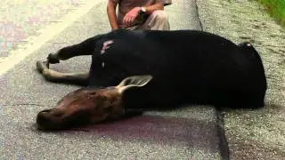 Roadkill Eating Approved by New Law