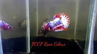 Betta FCCP Fancy Copper rare colour