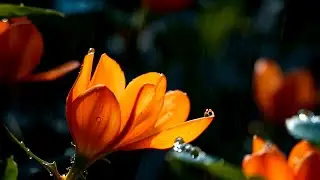24x7 Orange Rain &ndash; Calming Piano Music for Sleep - Stress Relief & Deep Focus 03