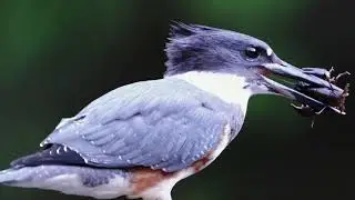 Restoring biodiversity in KEL&Aacute;_EKE Kingfisher Forest