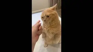 Your Finger Challenges a Cat Paw 😹🐾 #catlovers #cute #cat