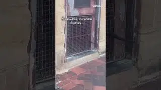 Terrifying moment highly venomous snake spotted in Sydney CBD | #shorts #yahooaustralia