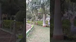 Grey Parrot Railie-Harness Flight Training