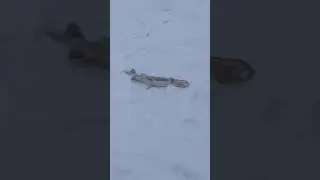 БВХ 2024 ,Результат шаманских танцев и песен💪🤗
