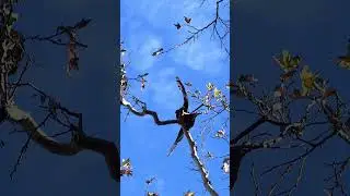 #queenenergy #birds #nature #wings