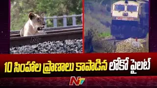 Loco Pilot Saved 10 Lion From Getting Hit By Train | Gujarat | Ntv