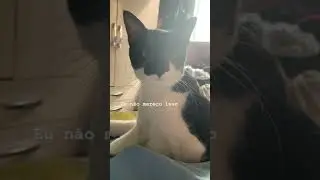GATO REAGINDO AO CALOR #gato | ANNA VALAD&Atilde;O