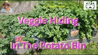 Veggie Hiding In The Potato Bin  -#catshobbycorner #vegetables