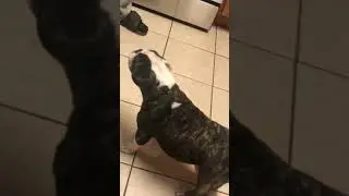 Shorty Bulls dancing