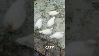 Хорошее время для кряканья