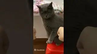 @Catfuntv99