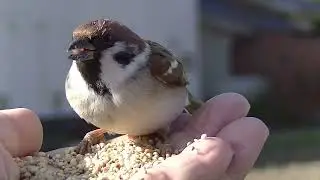 餌を貰いに手の上に飛んで来る雀達 20260117 9（帰り道）