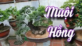 SH.5443. Ngắm cây Muội Hồng dáng cực đẹp đây các bác. Đth liên hệ 0389.281.677.