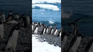 A lot of penguinsare playing near ocean beach!!#shorts #ytshort #penguins