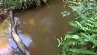 Whirligig Beetles