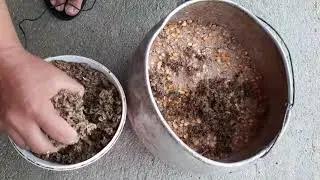 Alimentação para Galinhas  de Capoeira produzir ovos e ganhar peso rápido.