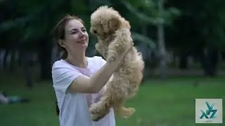 Top 5 Cutest Small City Dogs