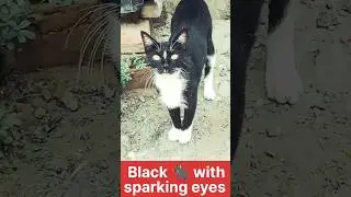 beautiful cat /#cutecats,#pets,#animals,#shorts, #YouTubevideos,#botanzoo