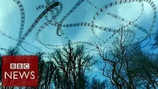 Stunning flight patterns revealed by video effect - Click - BBC News