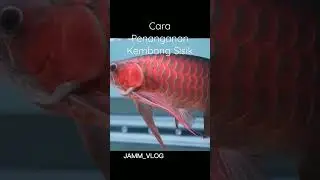 BAGAIMANA CARA MENGOBATI ARWANA YANG KEMBANG SISIK? ALA 88 RED GALLERY