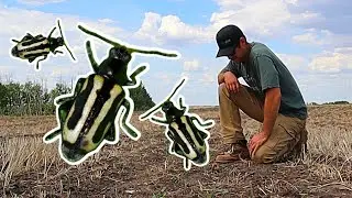 These Beetles Are Destroying Our Canola Crop!