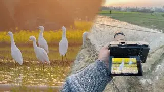 POV : Sony A6100 vs A6700 (55&ndash;210mm) &mdash; Best for BIRDS in Winter 2025? 