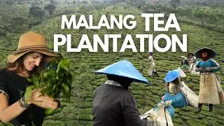 A Documentary on How Tea Is Made - Tea Plantation Wonosari Malang INDONESIA - Globe in the Hat