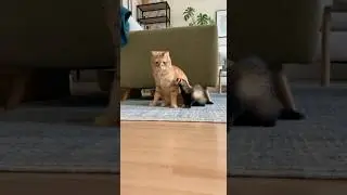 Cat Plays with a Ferret 😂 #funny #cat #foryou #animals #cute #ferret