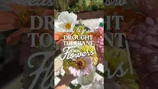 The Best Drought Tolerant Flowers for Your Garden