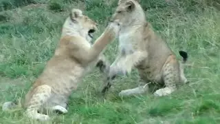 Lion Cubs Play Flighting at ZSL Whipsnade Zoo - 04/08/25