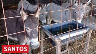 SIR OD 1000 EVRA NA GAZDINSTVU POLOVINA U BANATSKOM KARAĐORĐEVU