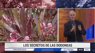 LOS SECRETOS DE LAS DODONEAS, POR &Aacute;LVARO RUIZ MORENO DE VIVEROTERAPIA