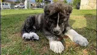 The Central Asian Shepherd #alabai is the superior guardian dog #best #greatest #kennel #k9 #bigdog