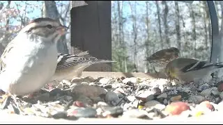** Birds on the Bluff Live Stream Bird Camera **  1/30/2026